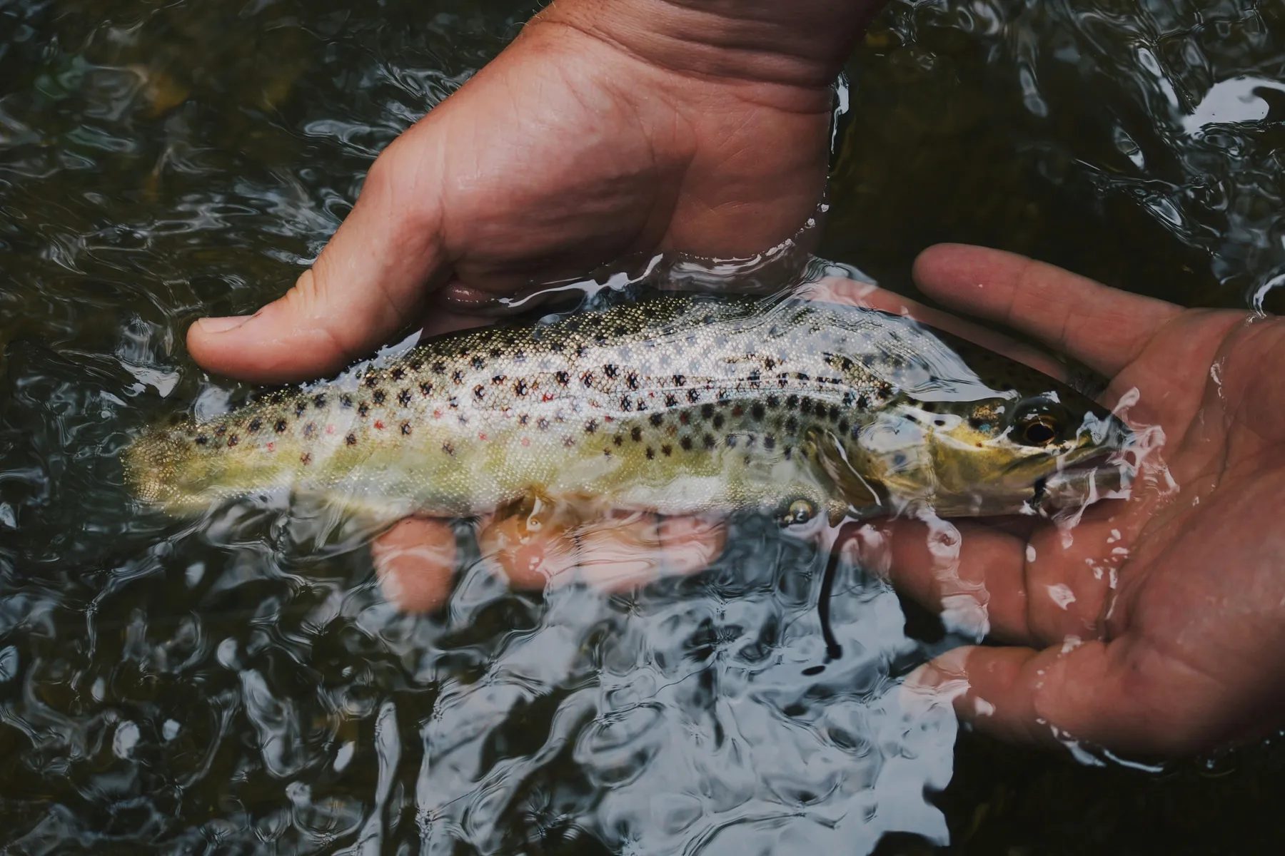 A brown trout held just below the surface of a river before being released